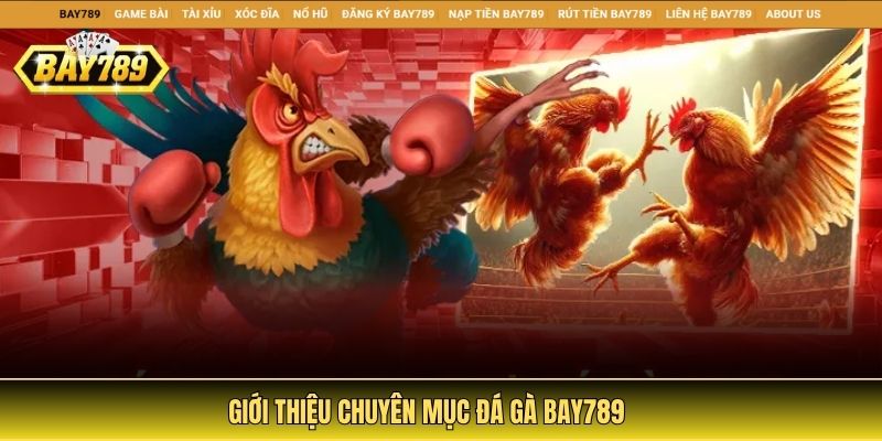 Giới thiệu chuyên mục đá gà Bay789